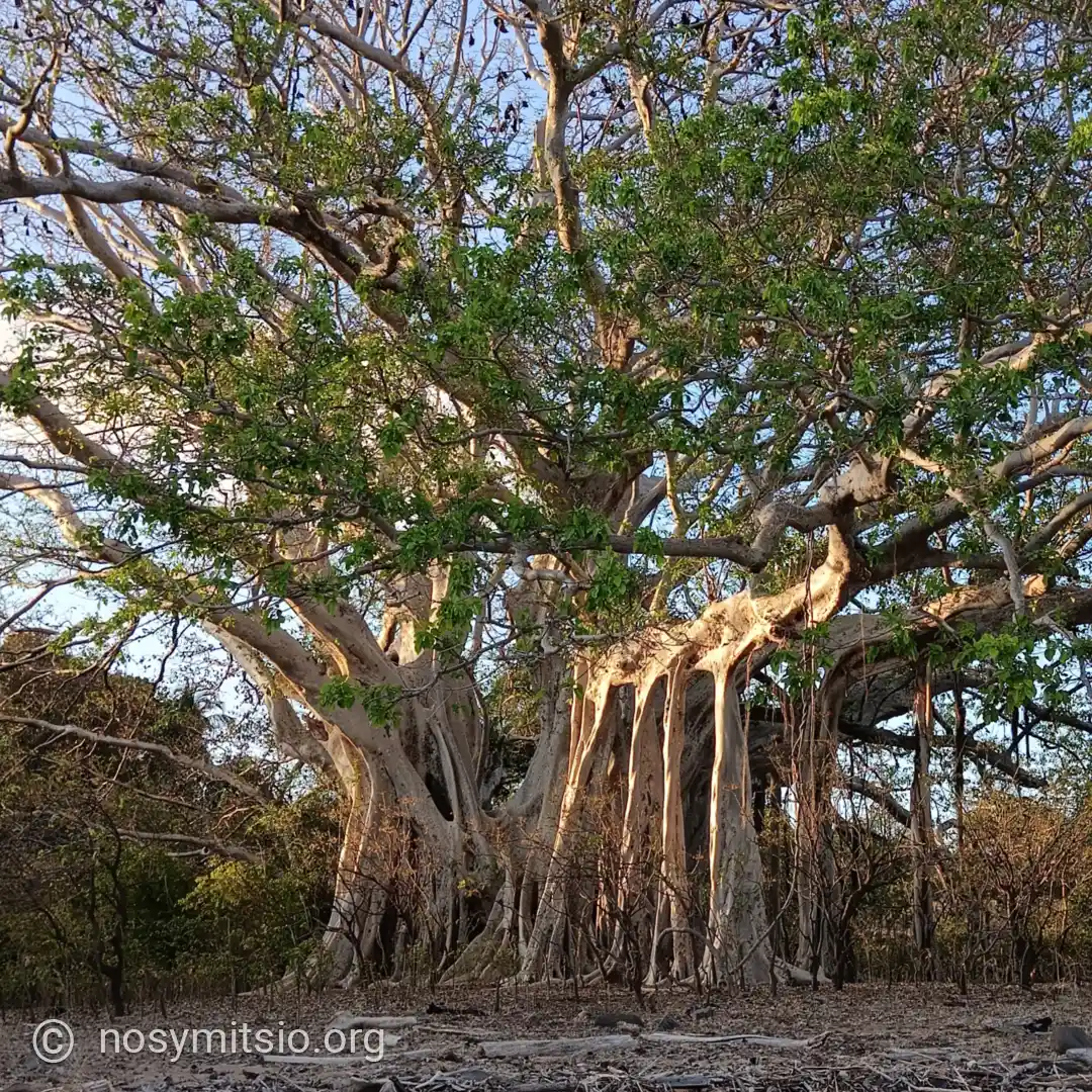 ficus-aviavy-chauve-souris