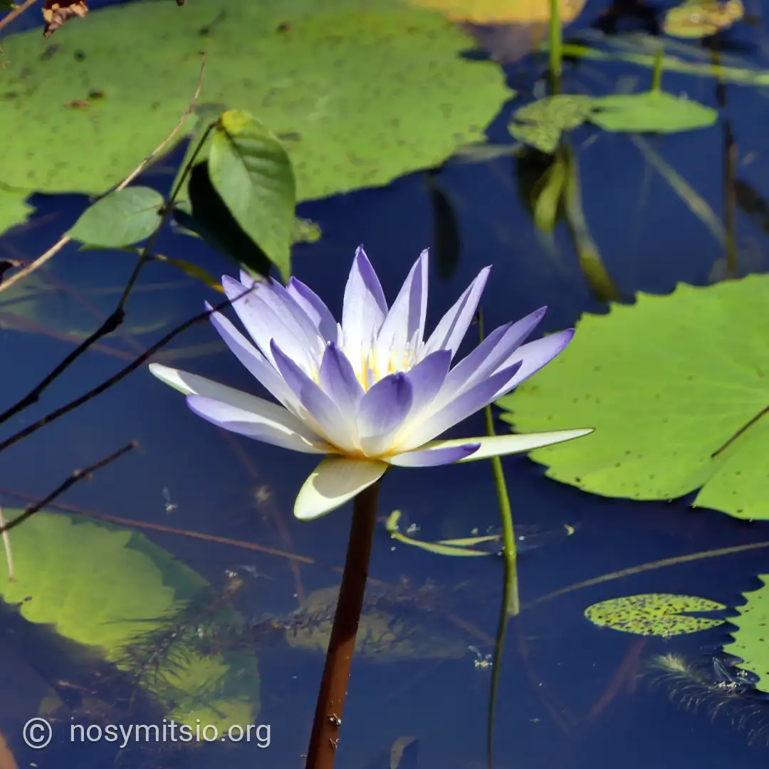 lotus