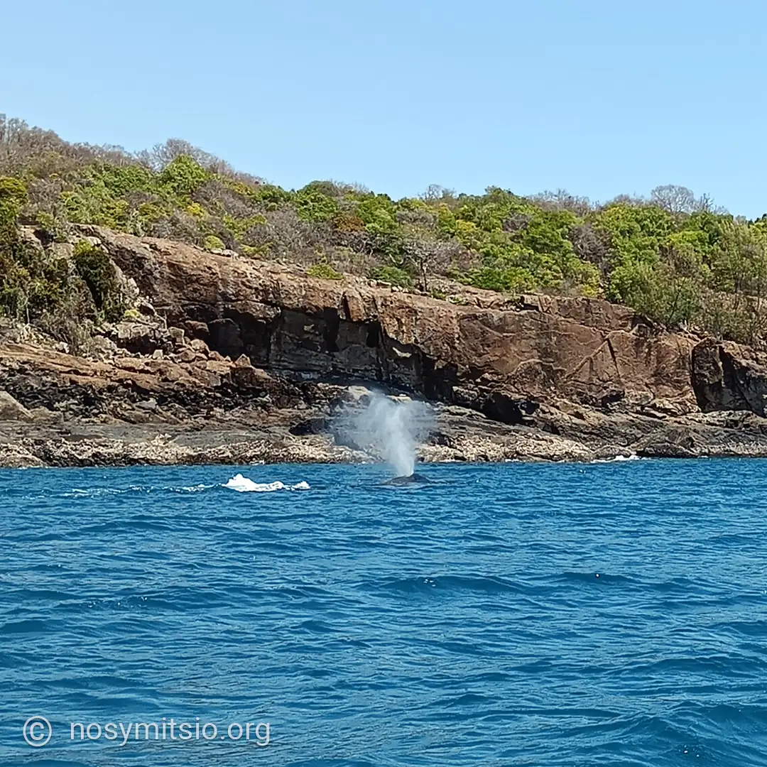nosy-toloho-souffle-baleine